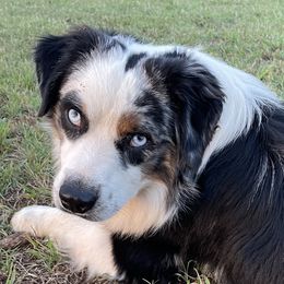 Jet - Miniature Australian Shepherd