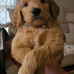 Boy 2 blue - Goldendoodle puppy in Schertz, Texas from Kat's Teddydoodles