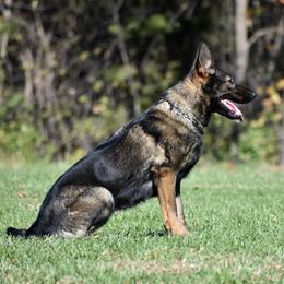 Enny - German Shepherd