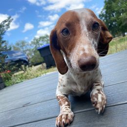 Penny - Dachshund