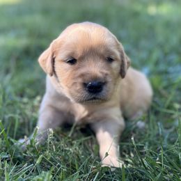 Boy 3 - Dark golden male Golden Retriever puppy in Scio, Oregon from Stackhouse Family Farm