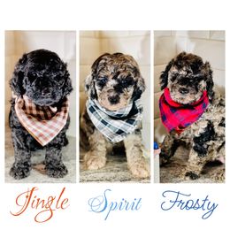 Goldendoodle Puppies from Merced Doodles