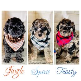 Goldendoodle Puppies from Merced Doodles