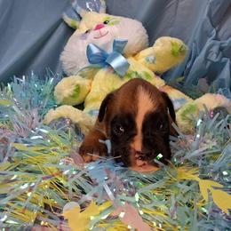 Boy 2 - Fawn male Boxer puppy in Pikeville, Kentucky from Boxers of Whispered Wishes