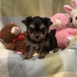 Cavalier King Charles Spaniels, Havapoos, Maltipoos, Morkies, and Yorkipoos from Happy Tail Puppies