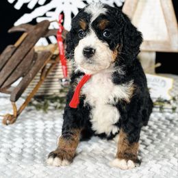 Red girl - Tri-color female Bernedoodle puppy in Waukesha, Wisconsin from Bernedoodle Boutique (and Cavapoos)