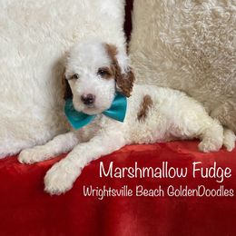 Marshmallow Fudge - Parti Goldendoodle puppy in Wilmington, North Carolina from Wrightsville Beach GoldenDoodles