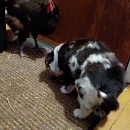 Australian Shepherd and Miniature Australian Shepherd Puppies from Double Moon