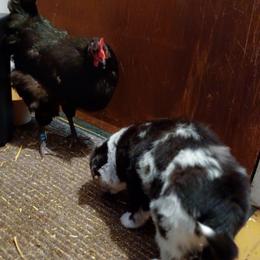 Australian Shepherd and Miniature Australian Shepherd Puppies from Double Moon