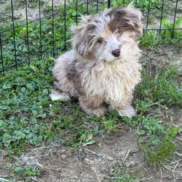 Reese - Fawn male Companion Cross puppy in Lancaster, Kentucky from Dream Paws Puppies, LLC