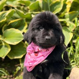 Dolly Parton - Black female Newfoundland puppy in Tully, New York from Bear Paw Newfoundlands