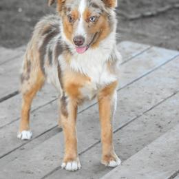 Miniature American Shepherd puppies from Texas Bluebonnet Herders