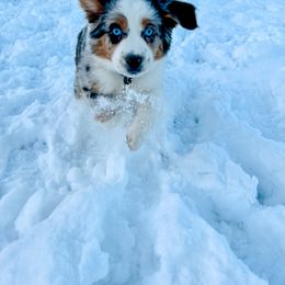 Miniature Australian Shepherd Puppies from Rebel Creek Mini Aussies