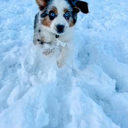 Miniature Australian Shepherd Puppies from Rebel Creek Mini Aussies