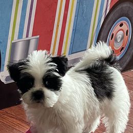 Shorkie Puppies from Shorkies R Us Breeding