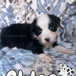 Chloe - Black tri female Miniature American Shepherd puppy in Millington, Tennessee from Goading Glee Glade