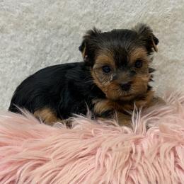 Ellie - Blue and gold female Yorkshire Terrier puppy in Monticello, Iowa from Ashley’s Puppies