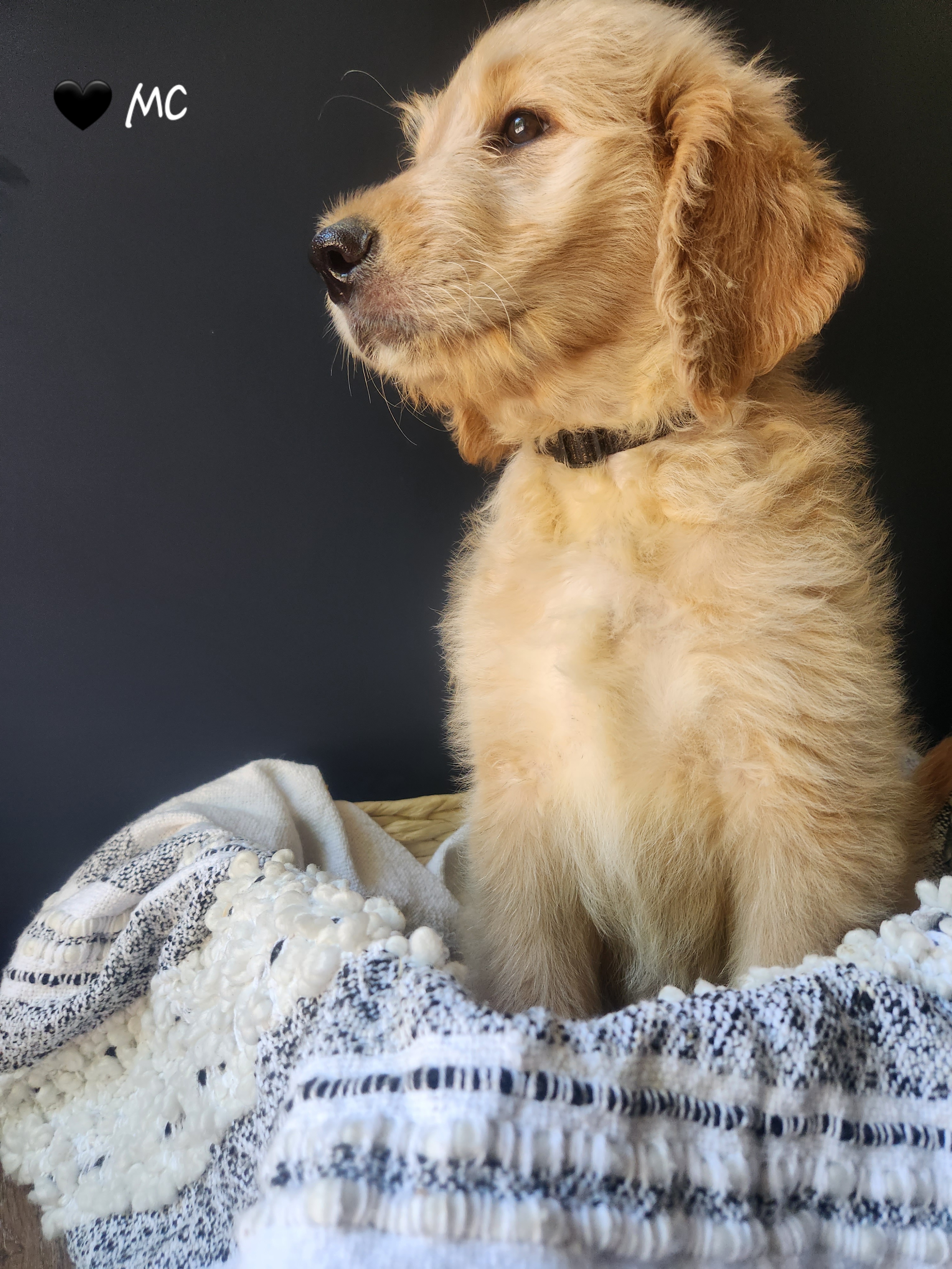 Goldendoodle Puppies from Oodles of Doodles