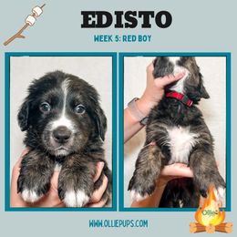 Edisto - male Golden Mountain Dog puppy in Boiling Springs, South Carolina from OlliePups, LLC