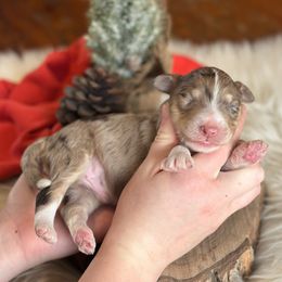 Spencer - Red merle male Aussiedoodle puppy in Lancaster, Minnesota from Finney Ranch