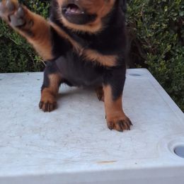 Rottweiler Puppies from Galaxia Rottweilers