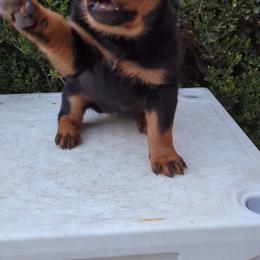 Rottweiler Puppies from Galaxia Rottweilers