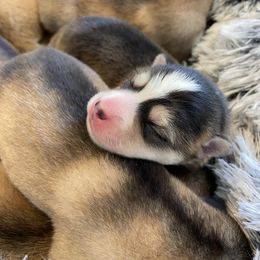 Pomsky Puppies from Goodness Gracious Pomskies