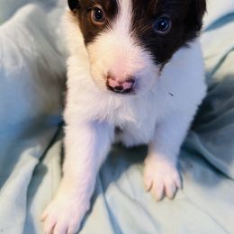 Border Collie Puppies from Bordercollieblues