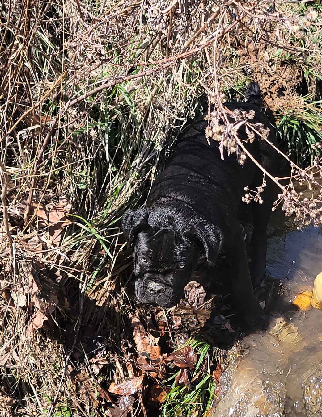 Cane Corso Puppies from Hardradas Dynasty Cane Corso