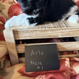 Arlo - Parti male Miniature Schnauzer puppy in Caldwell, Idaho from Nichols Miniature Schnauzers