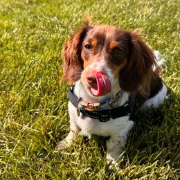 Dachshund All Grown Up from Oakleys Dachshund Haven