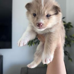 Millie - Merle female Pomsky puppy in Goodyear, Arizona from Velvet Pomskies