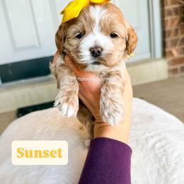 Sunset - Buff and white female Cockapoo puppy in West Haven, Utah from Split Mountain Doodles