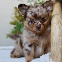 Merle Jagger 5500 - Merle male Chihuahua puppy in Beaumont, Texas from Down south pups