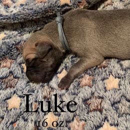 Great Dane Puppies from Taylor's Tails of Joy
