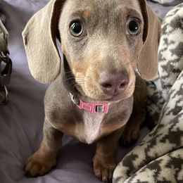 Dachshund Puppies from Hoosier Little Wieners