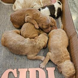Girl 5 - Apricot female Poodle puppy in Detroit, Michigan from Pretty Spoiled Spoos llc