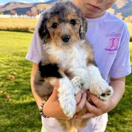Oreo - Blue merle male Aussiedoodle puppy in Heber City, Utah from Junipersdoodles