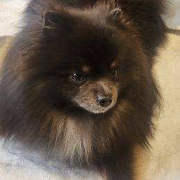 Denny - Pomeranian