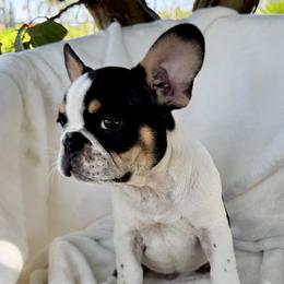 Boy 4 - Black and tan male French Bulldog puppy in Walnut, California from Flores Frenchies