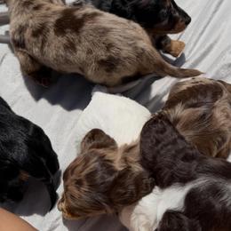 Dachshund Puppies from Pretty Dachshunds 661