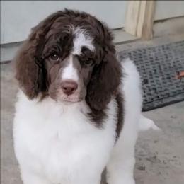 Pink Collar - Parti female Poodle puppy in Round Lake, Illinois from Heather's Poodles