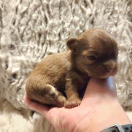 Chocolate sable - Chocolate sabled fawn female Chihuahua puppy in Richmond, Virginia from Breens