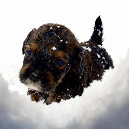 Meadow - Black female Cavapoo puppy in Atlanta, Georgia from RockaDoodles