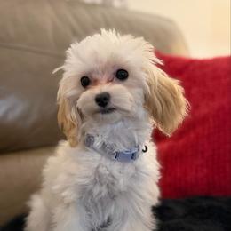 Taffie Most Gracefull - Cream female Maltipoo puppy in Chattanooga, Tennessee from Joy-fur puppies