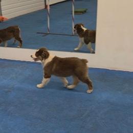 Alaia - Red tri-color female Australian Shepherd puppy in Athol, Idaho from ShorDu
