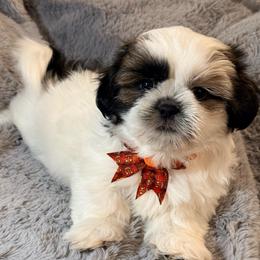 Romeo - Tricolor male Shih Tzu puppy in Northridge, California from Our ShihTzu Family