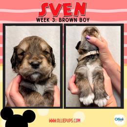 Sven (Brown) - male Golden Mountain Doodle puppy in Boiling Springs, South Carolina from OlliePups, LLC