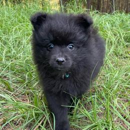 Menchicka - Black female Pomeranian puppy in Bamberg, South Carolina from Shakhor Ohr Collies and Pomeranians
