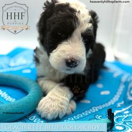 GLACIER - Black and white male Sheepadoodle puppy in Charlo, Montana from Heavenly Hilltop Farm